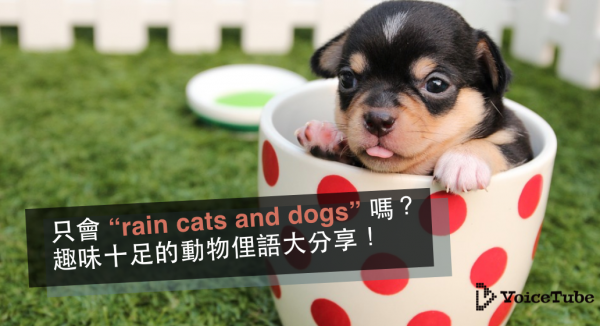 animal idioms cover photo