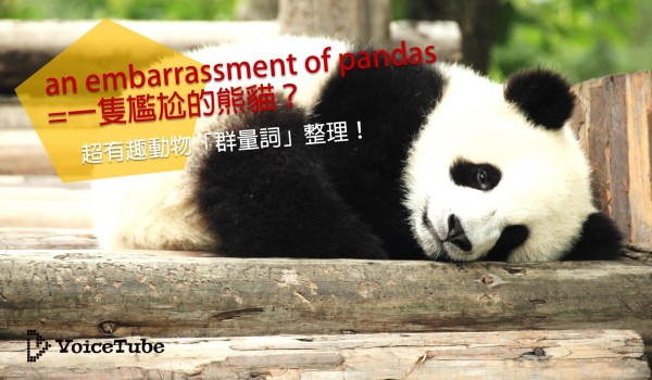 pandas cover photo